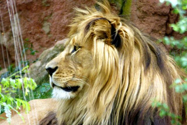 Berber-Löwe Männchen