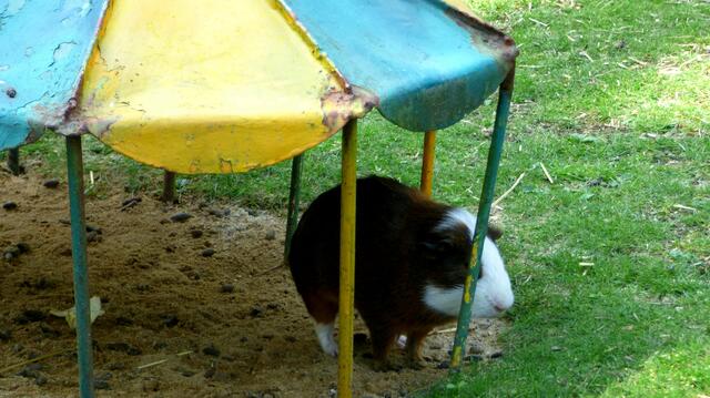 Das Meerschweinchen versteckt sich