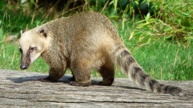 Nasenbär geht zur Show-Arena