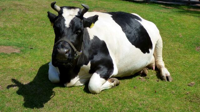 Friesen Kuh mit Hörnern