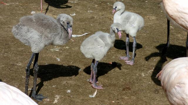 Junge Flamingos