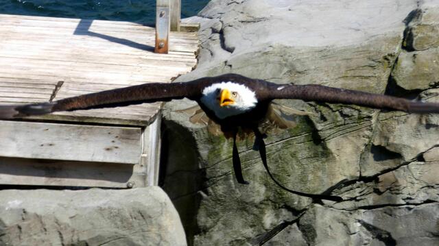 Weißkopf Seeadler