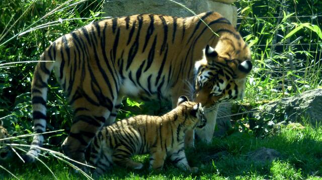 Tigermutter mit Kind im Juni