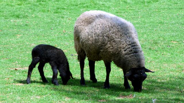 Rauhwollige Pommersche Landschafe
