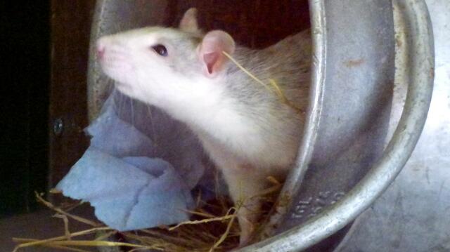 Die Hausratte gibt es dort nicht als Futter