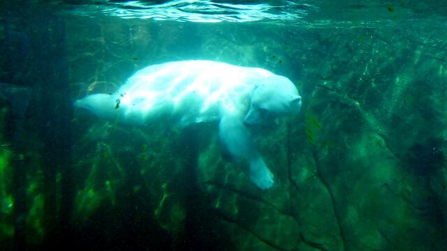 Eisbär unter Wasser in Henrys Underwaterworld