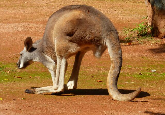 Riesen Känguru