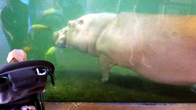 Flußpferd unter Wasser