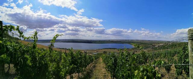 Panorama Geiseltalsee vom Weinberg