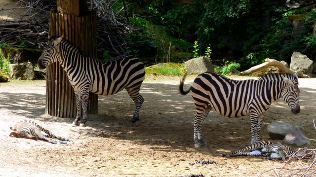 Zebras mit Nachwuchs