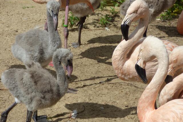Kuba-Flammingo oder Chile-Flammingo

Chileflamingos haben graue Beine mit rosafarbenem Gelenk und Rosaflamingos haben komplett rosa gefärbte Beine.