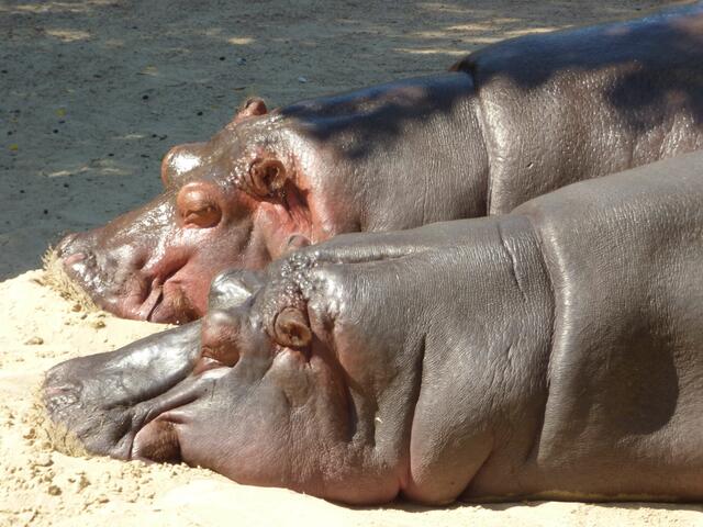 Flußpferde