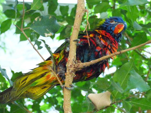 Kleiner Papagei in der Afrikavoliere