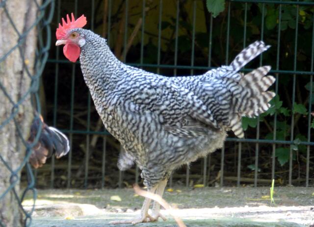 Haushuhn Deutscher Sperber