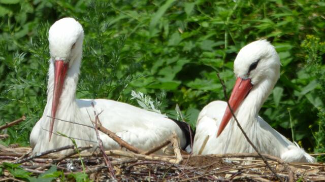 Weißstörche