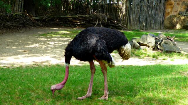 Der Strauß findet keinen Sand für seinen Kopf