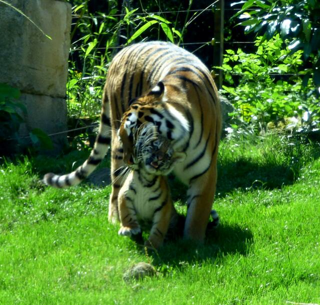 Tigermutter mit Kind im Maul am 24. Juni