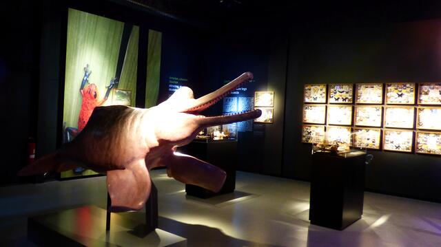 Amazonashaus Panorama am Zoo - Inia Amazonas Flußdelphin im Eingangsbereich.