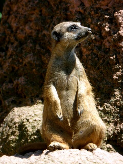 Die Erdmännchen zählen die Leute in der Schlange