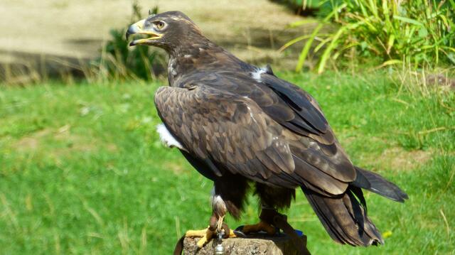 Der Steppenadler sucht nach Beute
