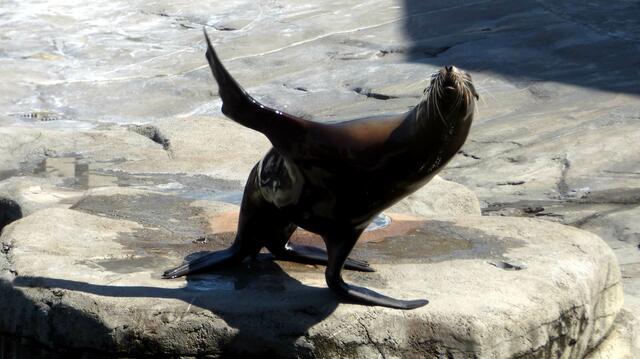 Kegelrobbe macht Show