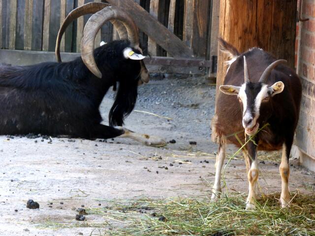 Thüringer Waldziegen
