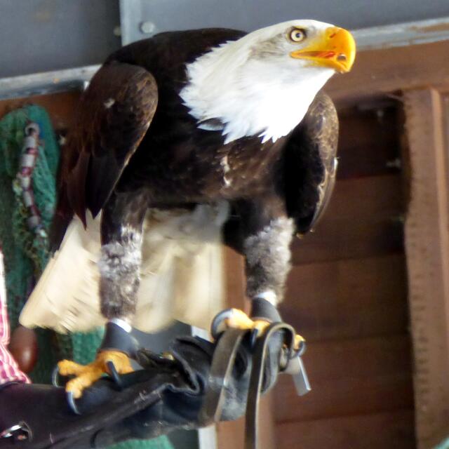 Weißkopf Seeadler aus der Show