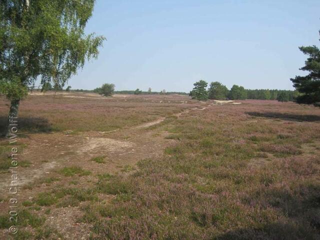 Die Heide blüht im Wendland