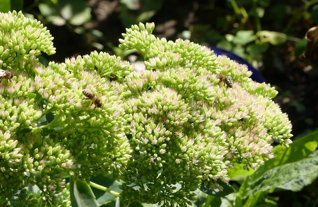 Fette Henne, noch eine Tankstelle für Bienen