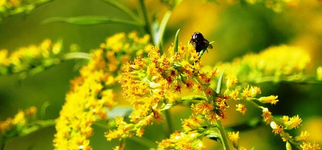 ... und andere Insekten