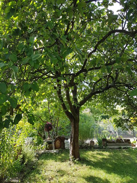 Mein Quittenbaum ist einfach immer nur ein Traum. Derzeit hängt er wieder proppenvoll mit Quitten, schwer beladen hängen die Äste bis tief nach unten. Sind aber noch nicht reif, das zögert sich noch bis in den späten Dezember hinein--bis alle Früchte und das Laub herunter gefallen sind !