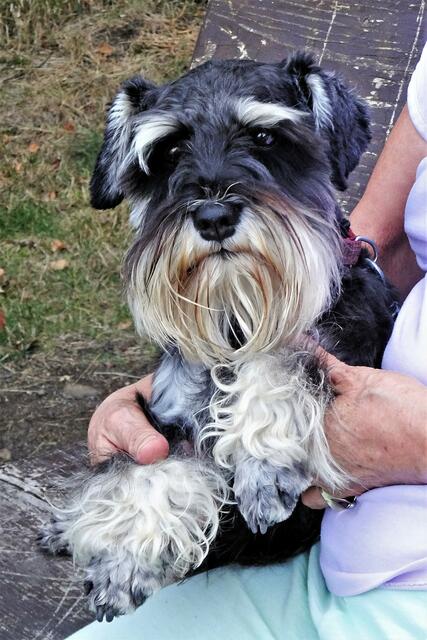 unser Wanderhund