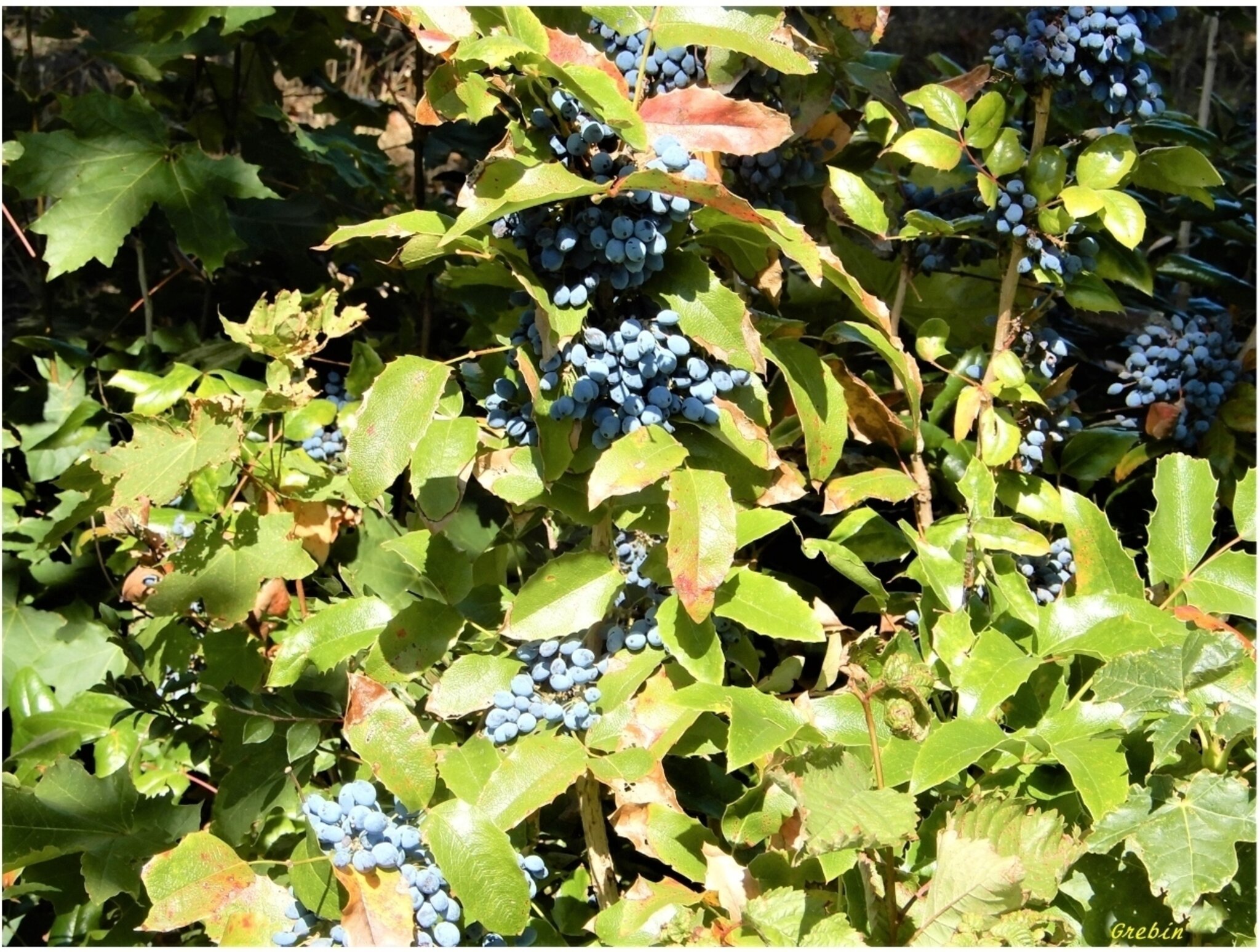 Die blauen Beeren der Mahonie - Rostock