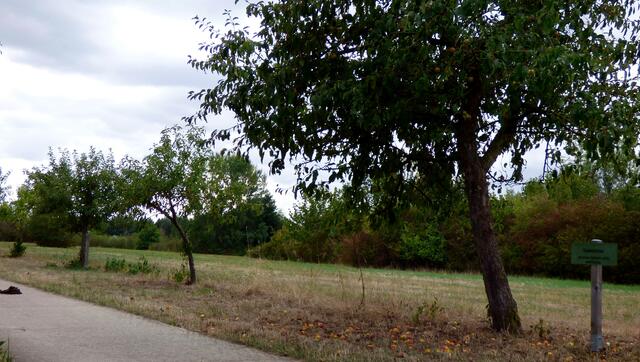 Der Obstbaumlehrpfad - hier die schmackhaften Gravensteiner