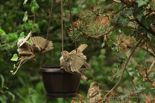 ...noch ein Schmarotzer....