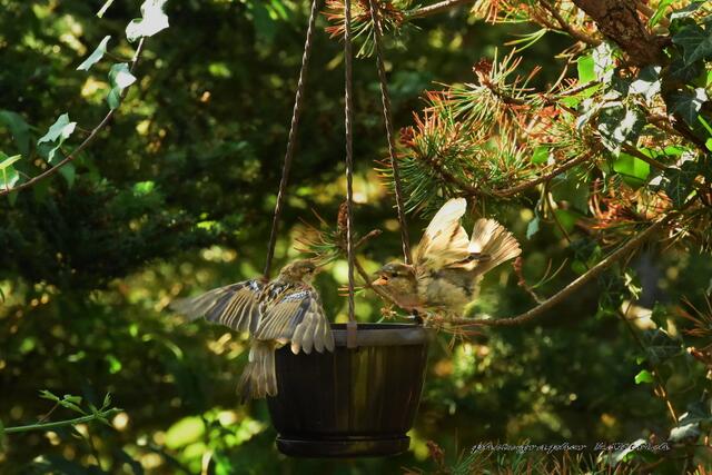 vielleicht klappt's in gesungener Form...