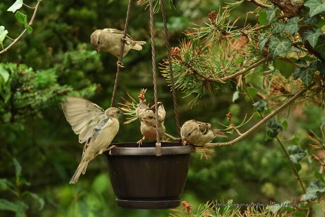 ...warum kapiert ihr das nicht? Das ist mein Frühstück....