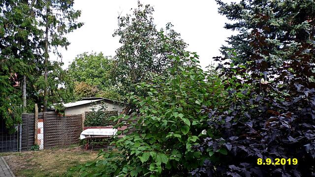 35  8.9.2019 - Sonntagsbilder - Fliederbaum (36) ! Temp: 4:37 / 10,6°C plus und 10:33 plus 18,7°C / Es werden Höchsttemperaturen von 19° (gefühlt: 20°) und leichte Brise (9 km/h) aus Ostnordost mit mäßigen Böen (24 km/h) erwartet. Es kommt zu Niederschlagsmengen von ≤ 0,1 l/m², die Niederschlagswahrscheinlichkeit beträgt 32%, die Sonne scheint 4,5 Stunden.