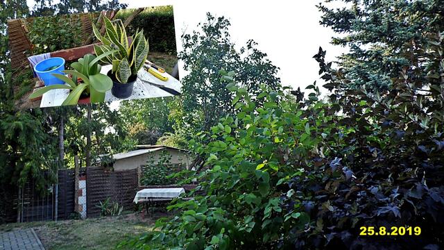 33  25.8.2019 - Sonntagsbilder - Fliederbaum (34) ! Temp: 5:27 / 19,4°C plus und 10:05 plus 29,8°C / Es werden Höchsttemperaturen von 33° (gefühlt: 33°) und schwacher Wind (13 km/h) aus Ost mit frischen Böen (31 km/h) erwartet. Es kommt zu Niederschlagsmengen von ≤ 0,5 l/m², die Niederschlagswahrscheinlichkeit beträgt 20%, die Sonne scheint 12,5 Stunden.