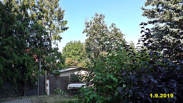 34  1.9.2019 - Sonntagsbilder - Fliederbaum (35) ! Temp: 5:47 / 17,6°C plus und 11:35 plus 29,9°C / Es werden Höchsttemperaturen von 26° (gefühlt: 27°) und schwacher Wind (15 km/h) aus Westnordwest mit starken Böen (39 km/h) erwartet. Es kommt zu Niederschlagsmengen von ≤ 0,1 l/m², die Niederschlagswahrscheinlichkeit beträgt 23%, die Sonne scheint 7 Stunden.