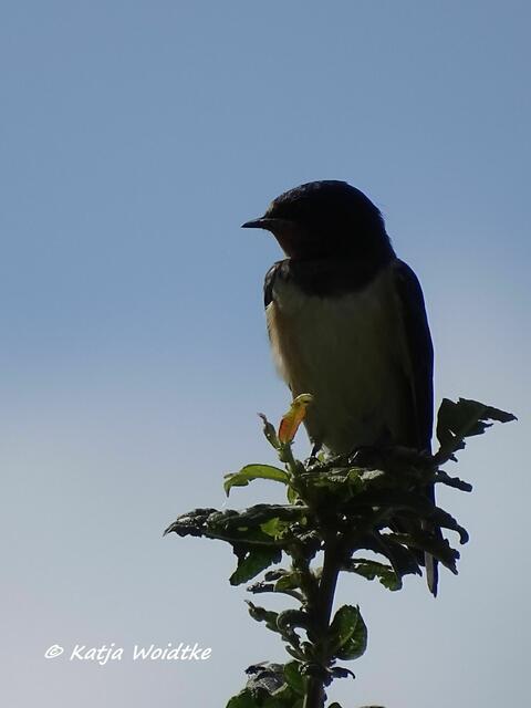 Rauchschwalbe (Hirundo rustica) im Katinger Watt (Foto: Katja Woidtke)