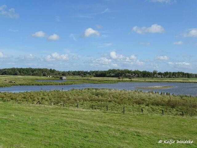 Das Katinger Watt ist ein beliebtes Brut- und Rastgebiet für Vögel (Foto: Katja Woidtke)