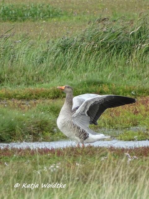 Graugans (Anser anser) im Katinger Watt (Foto: Katja Woidtke)