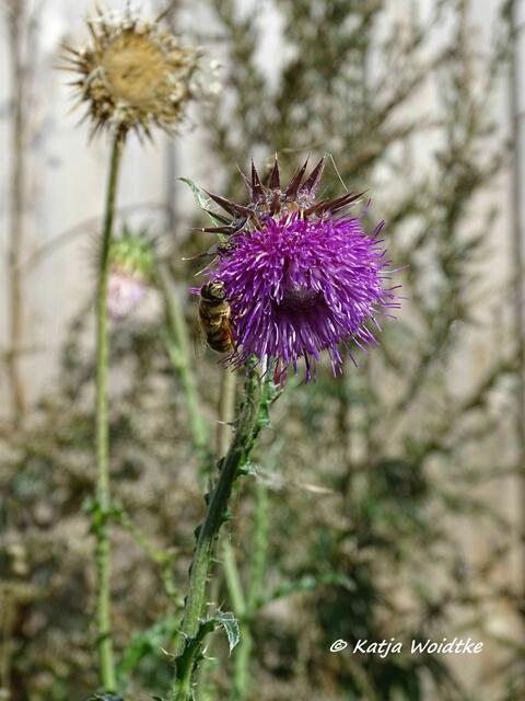 Distel im Katinger Watt (Foto: Katja Woidtke)