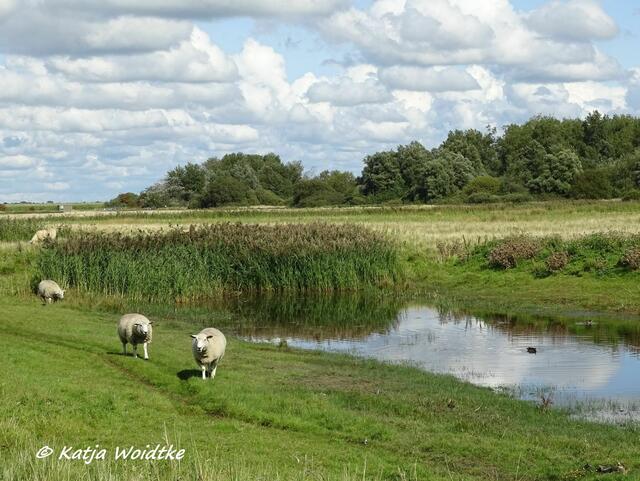 Blick aus einem Hide auf das Katinger Watt (Foto: Katja Woidtke)
