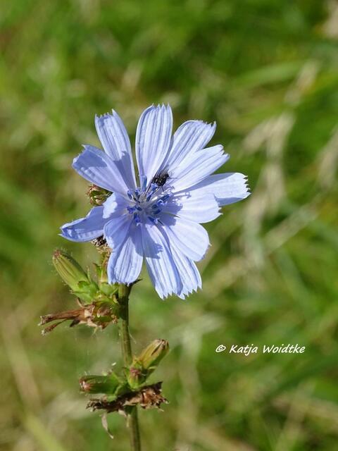 Gemeine Wegwarte (Cichorium intybus) im Katinger Watt (Foto: Katja Woidtke)