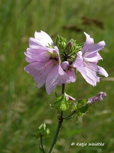 Wilde Malve (Malva sylvestris) im Katinger Watt (Foto: Katja Woidtke)