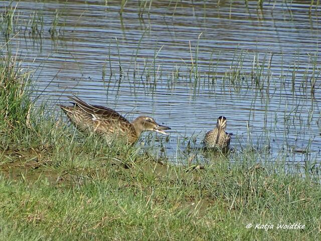 Tierisches Gezicke zwischer einer Stockente und einer Bekassine im Katinger Watt (Foto: Katja Woidtke)