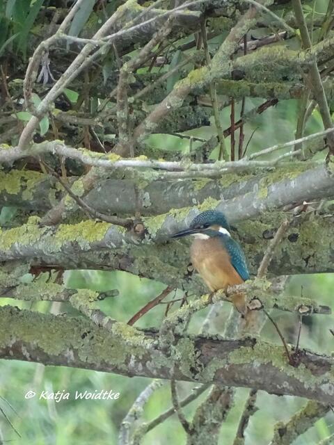 Eisvogel (Alcedo atthis) im Katinger Watt (Foto: Katja Woidtke)