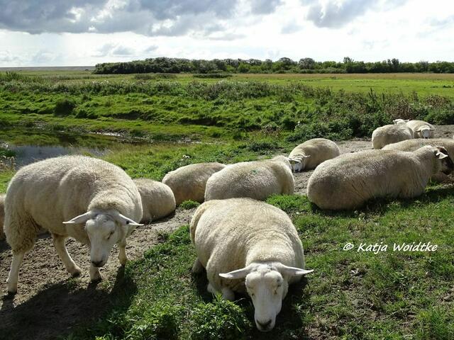 Tierische Rasenmäher - neben Wasserbüffeln werden auch Schafe zur Landschaftspflege im Katinger Watt eingesetzt (Foto: Katja Woidtke)